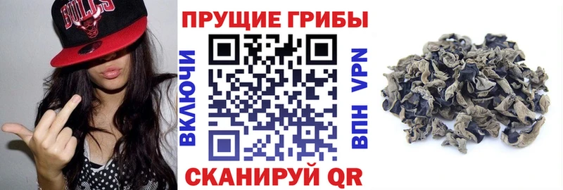 мориарти какой сайт  Солигалич  Псилоцибиновые грибы Psilocybine cubensis 